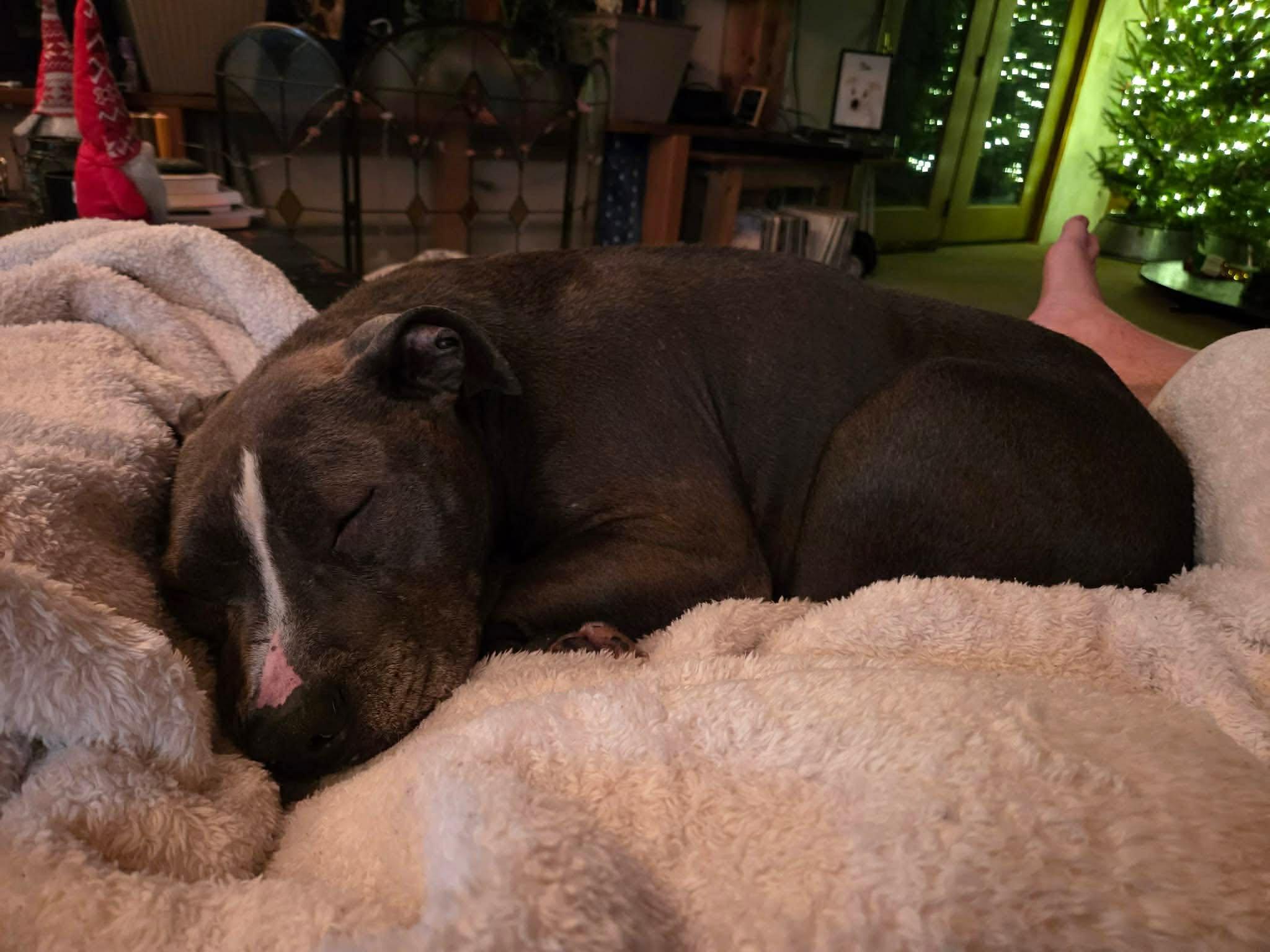 Enlarge Charlee, a ADOPTABLE mixed breed in Randolph Center, VT image 4/4