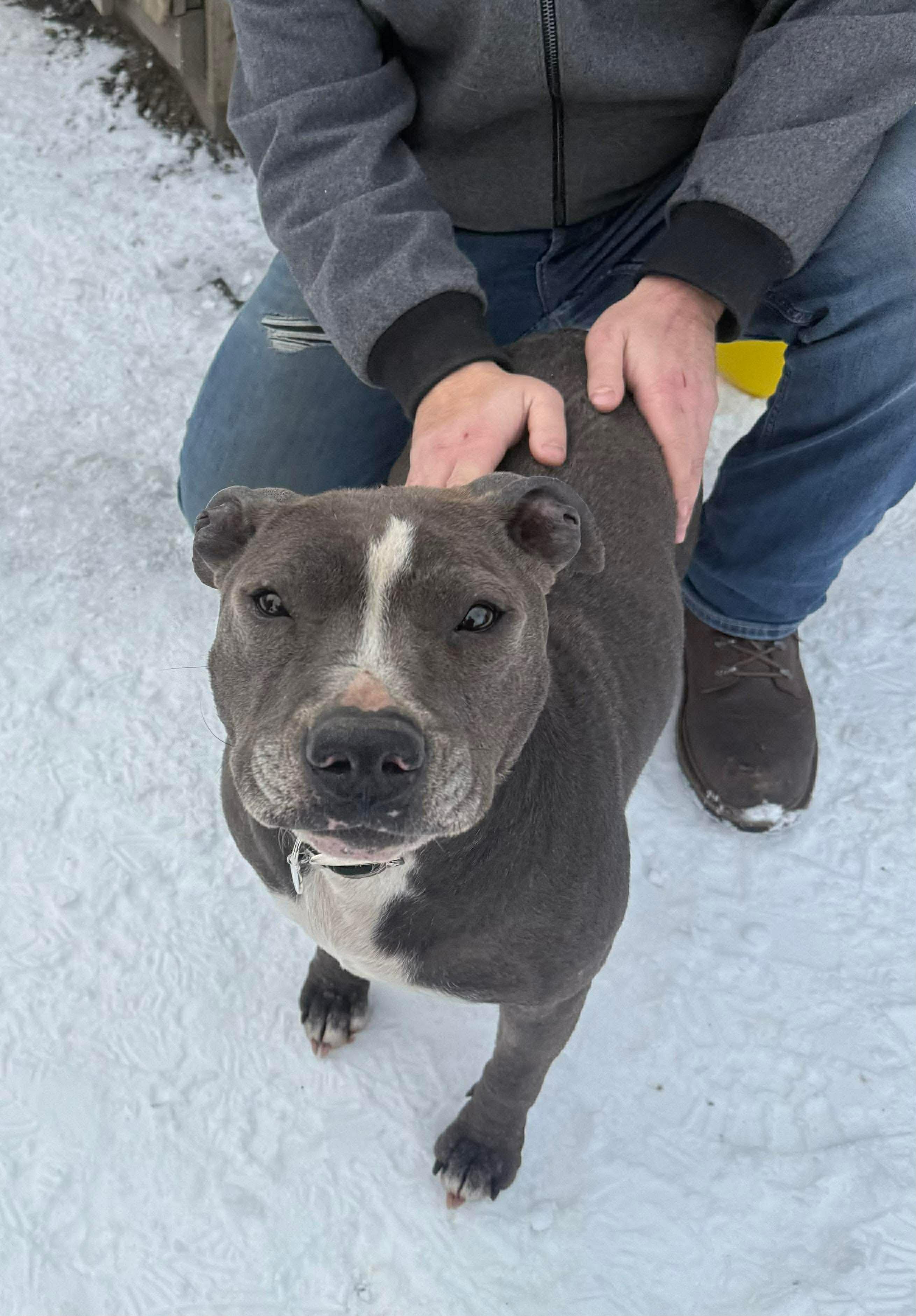 Enlarge Charlee, a ADOPTABLE mixed breed in Randolph Center, VT image 1/4