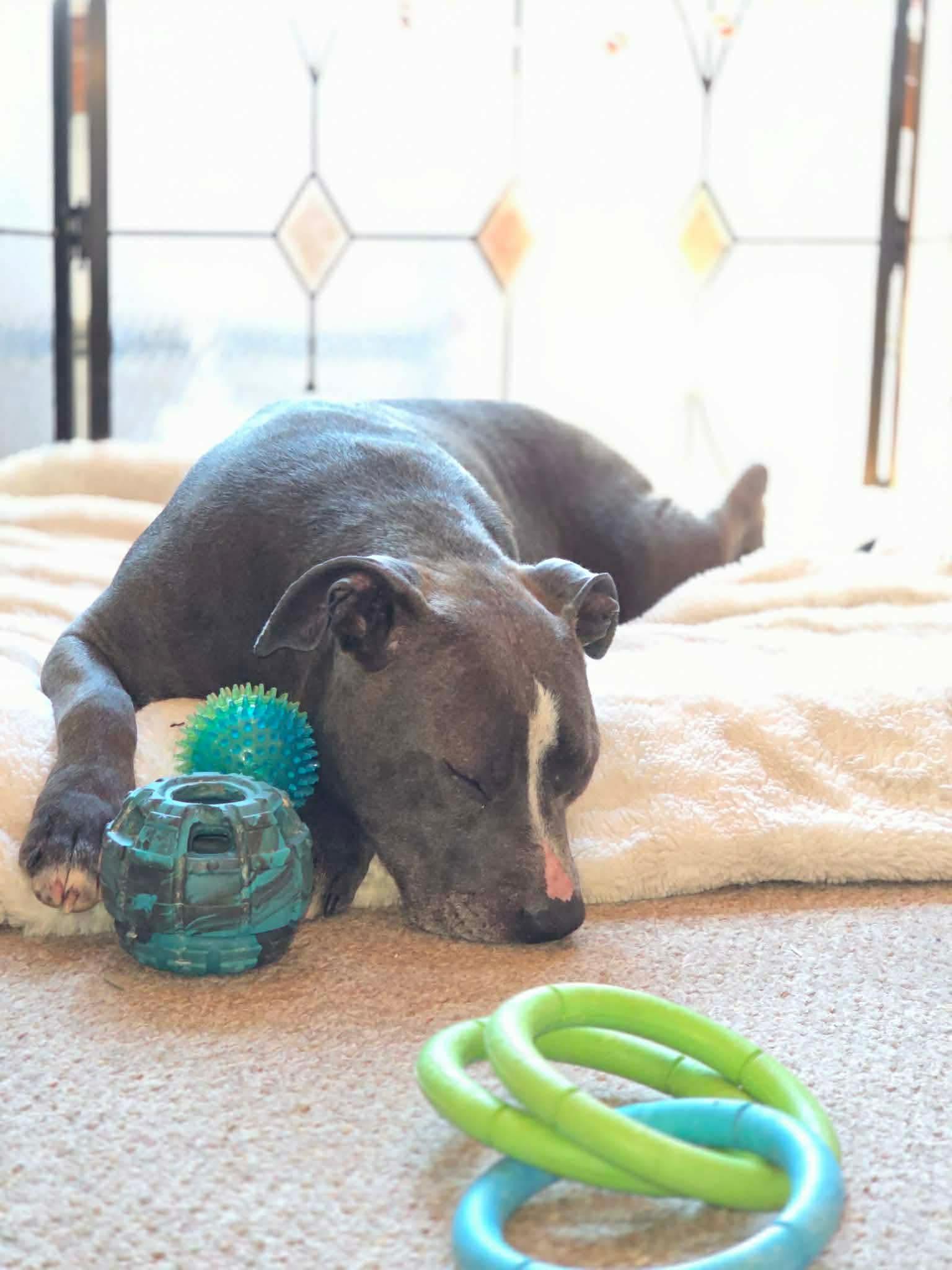 Enlarge Charlee, a ADOPTABLE mixed breed in Randolph Center, VT image 2/4