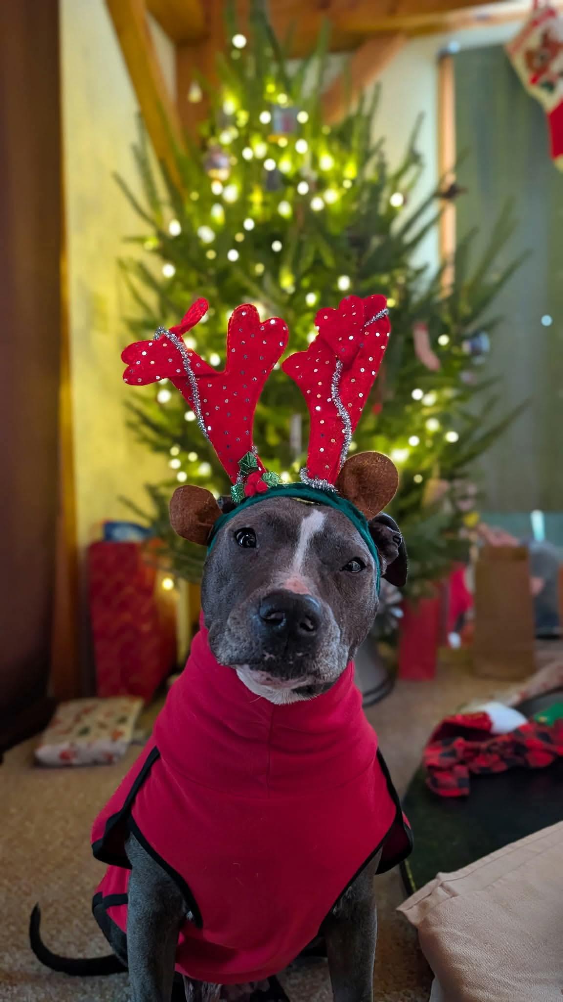 Enlarge Charlee, a ADOPTABLE mixed breed in Randolph Center, VT image 3/4