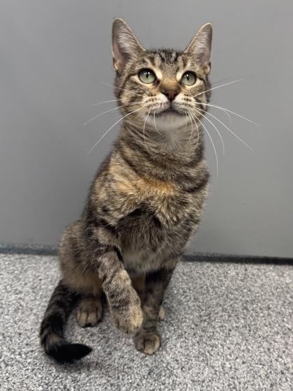 Enlarge Penny, a Adoptable mixed breed in Tinley Park, IL image 2/4