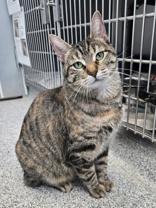 Penny, a Adoptable mixed breed in Tinley Park, IL image 1/6