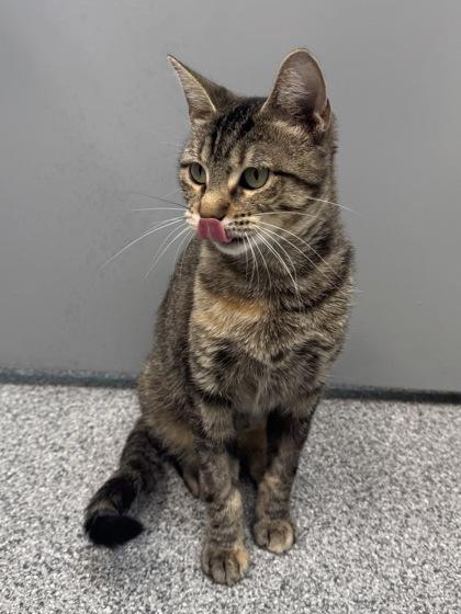 Enlarge Penny, a Adoptable mixed breed in Tinley Park, IL image 3/4