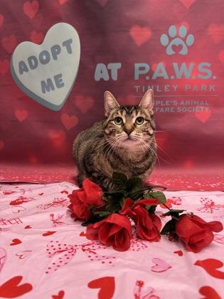 Penny, a Adoptable mixed breed in Tinley Park, IL image 1/5