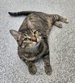 Penny, a Adoptable mixed breed in Tinley Park, IL image 2/6
