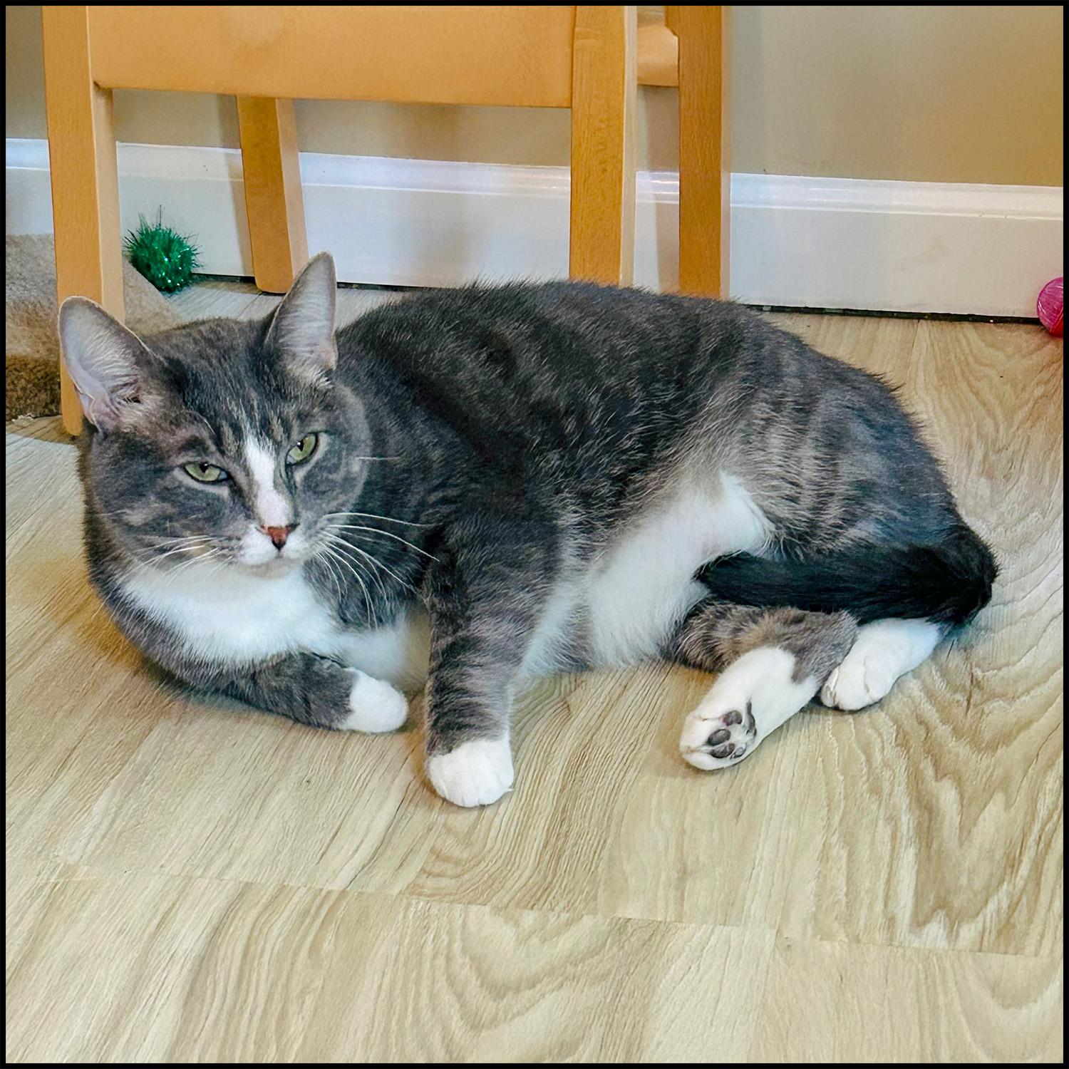 Kase, Adoptable, Adult Male Domestic Short Hair & Tabby.