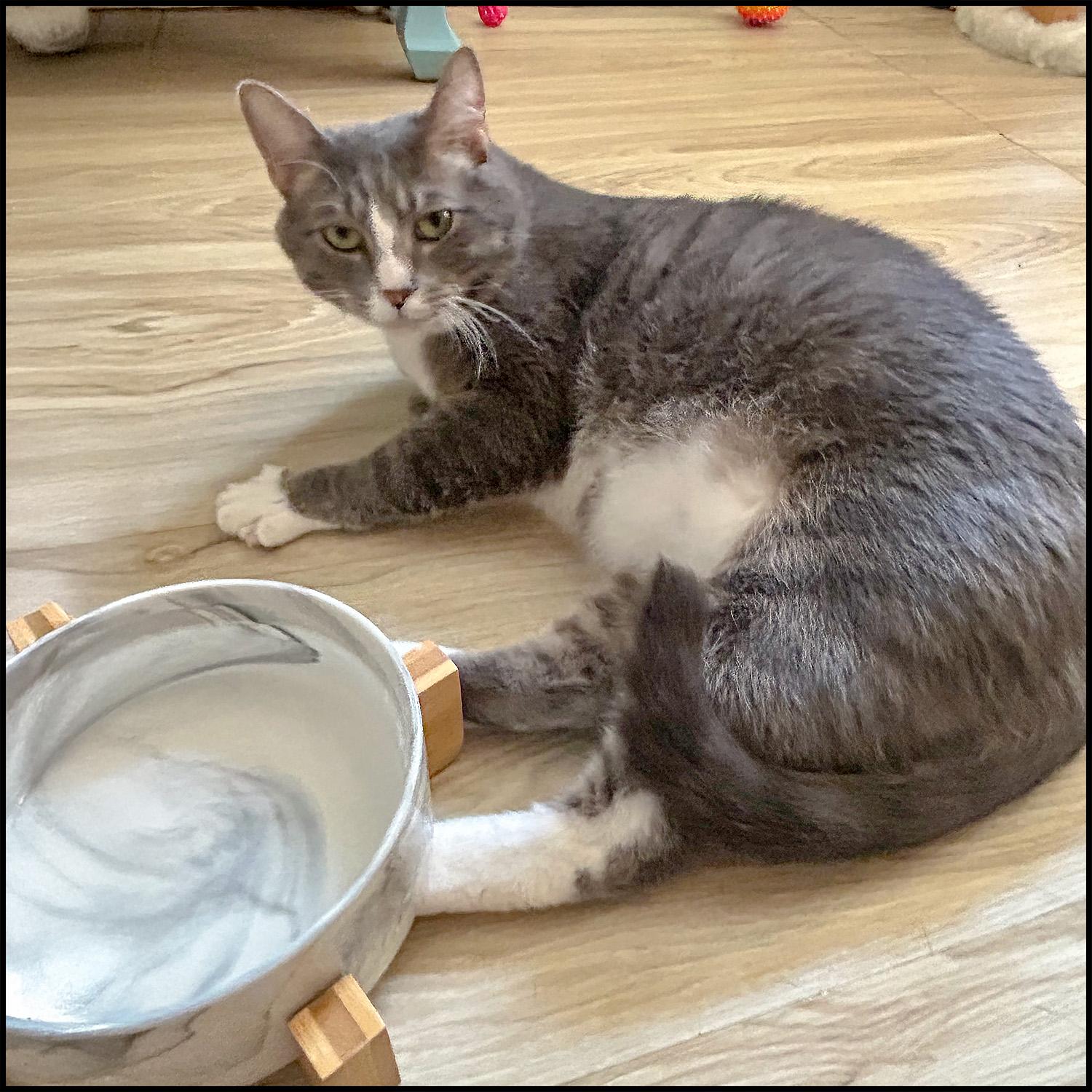 Enlarge Kase, a Adoptable mixed breed in Roswell, GA image 2/2