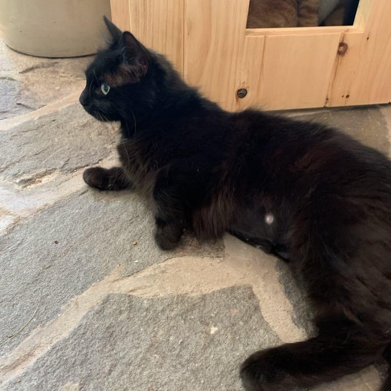 Teriyaki thumbnail 2