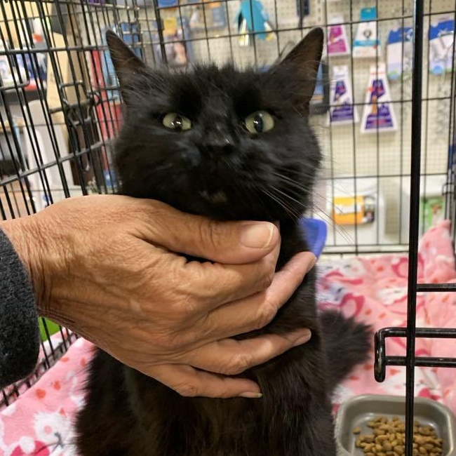 Teriyaki thumbnail 3