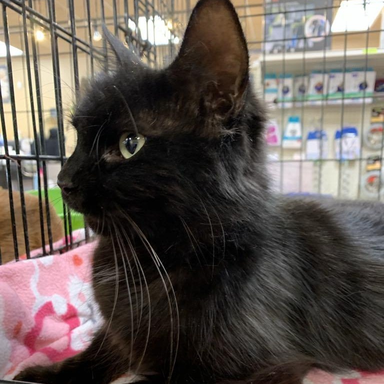 Teriyaki thumbnail 4