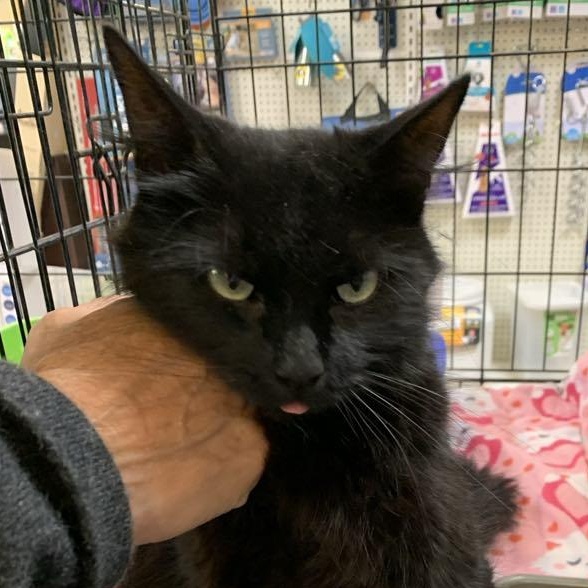 Teriyaki thumbnail 6