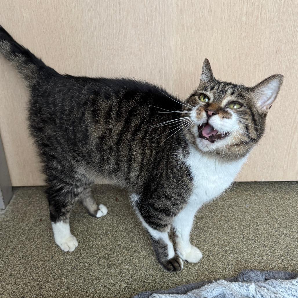 Chris P Bacon, Adoptable, Senior Female Domestic Short Hair.