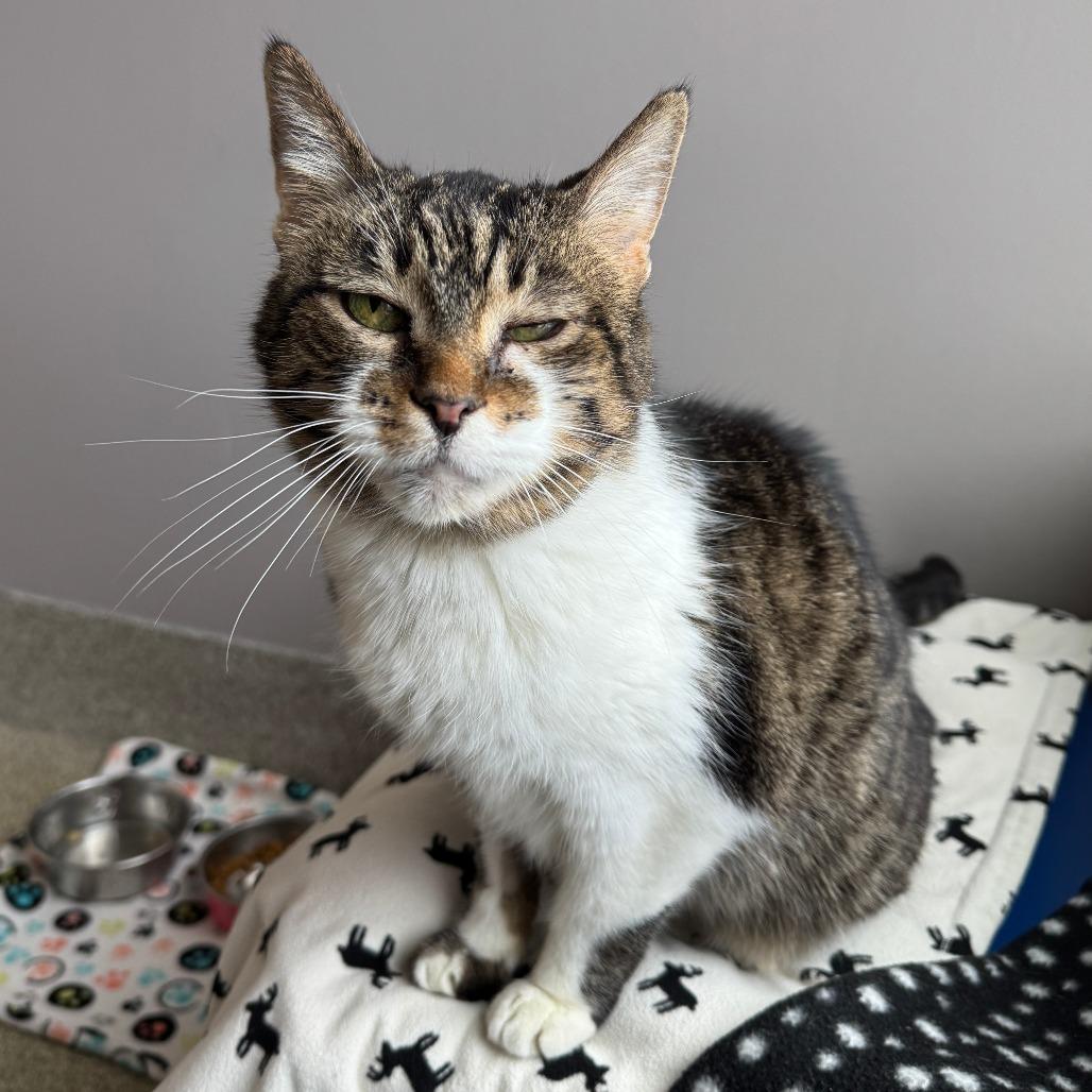 Enlarge Chris P Bacon, a Adoptable Domestic Short Hair in Chicago, IL image 3/4