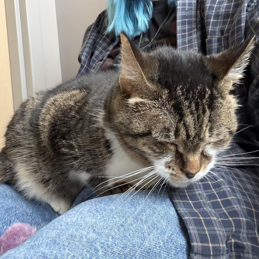 Enlarge Chris P Bacon, a Adoptable Domestic Short Hair in Chicago, IL image 4/4