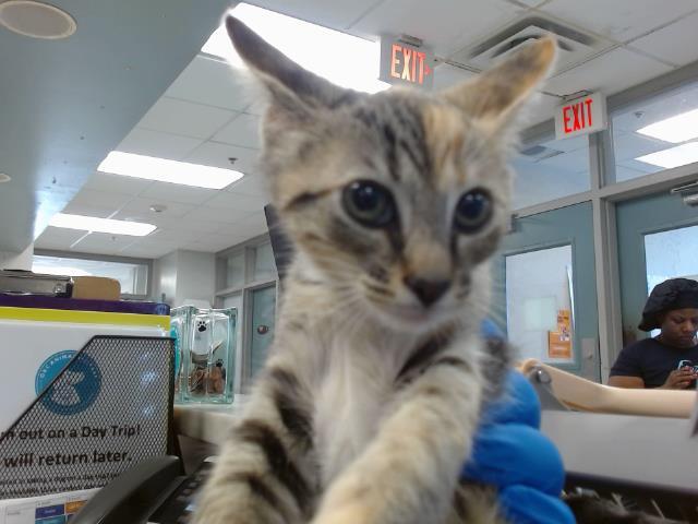 PHOEBE, Adoptable, Kitten Female Domestic Short Hair.