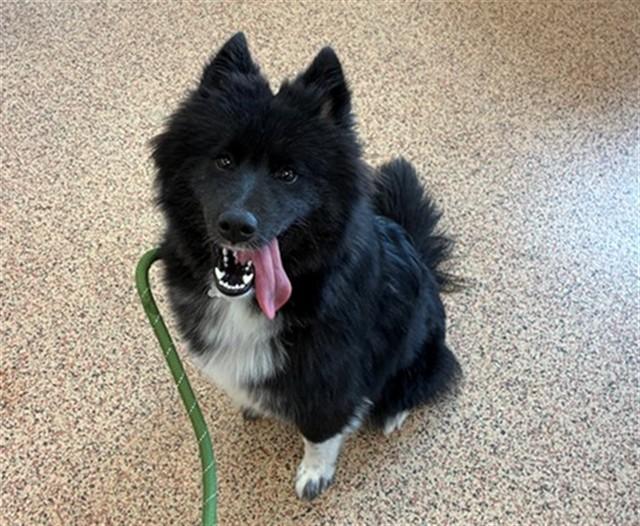 Enlarge BROOKE, a Adoptable mixed breed in Springfield, MA image 1/1