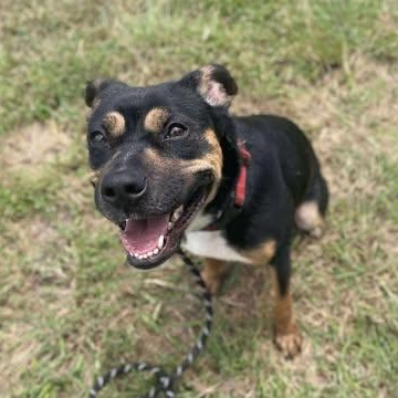 Enlarge Freida, a Adoptable mixed breed in Pittsburgh, PA image 3/4