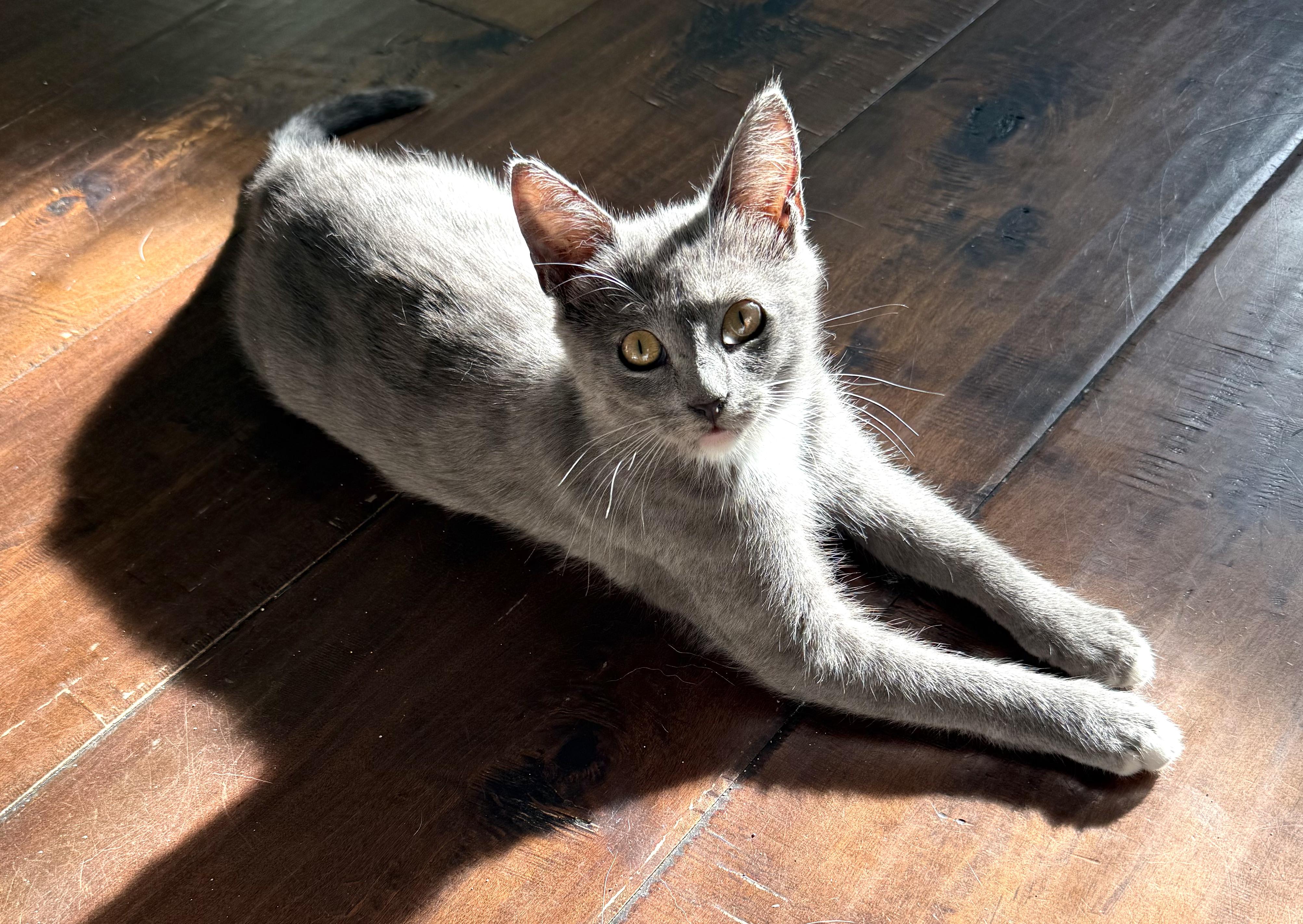 Sushi, adopted, Young Female Domestic Short Hair.