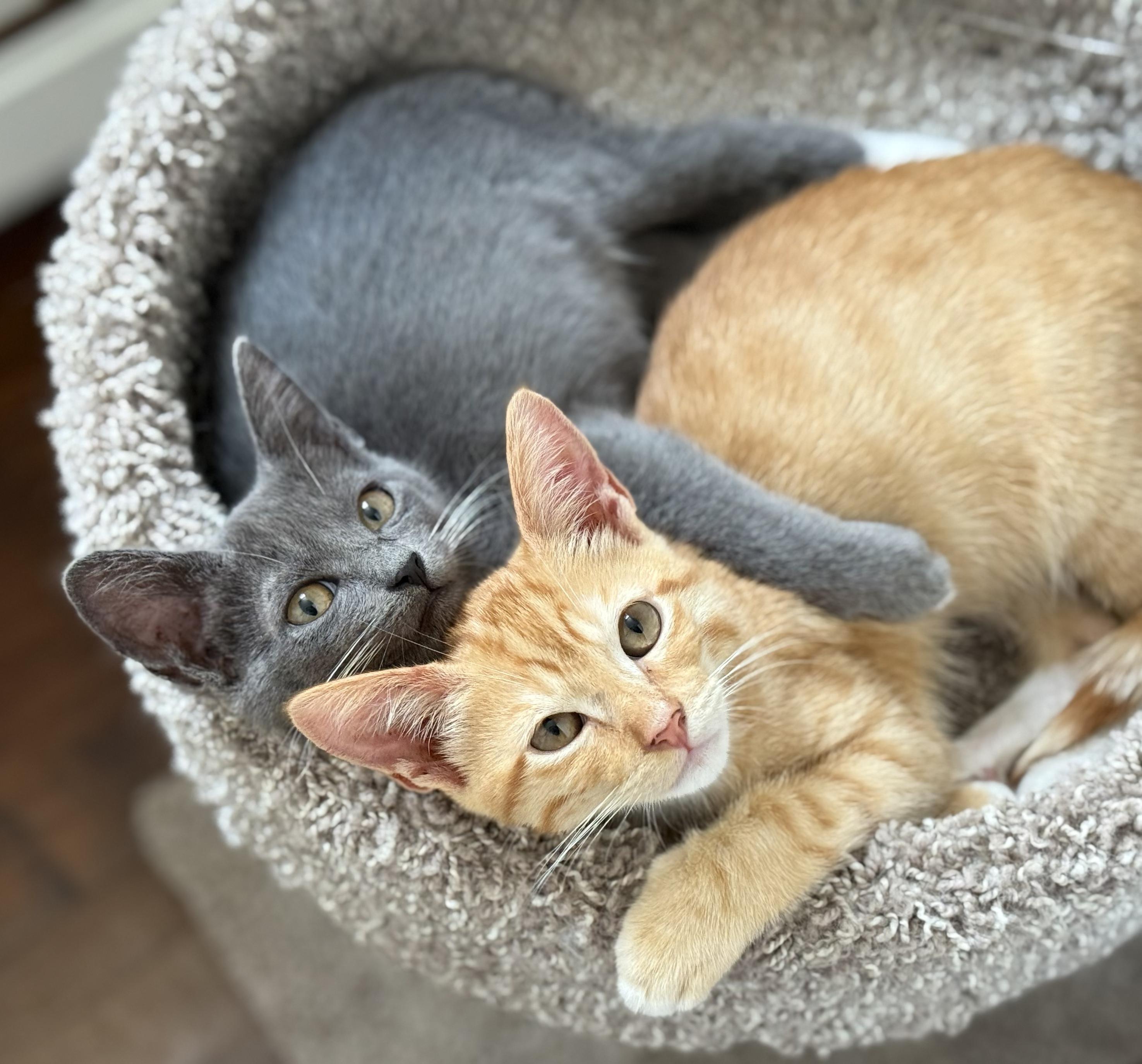 Enlarge Sushi, an adopted Domestic Short Hair in Garden Grove, CA image 2/2