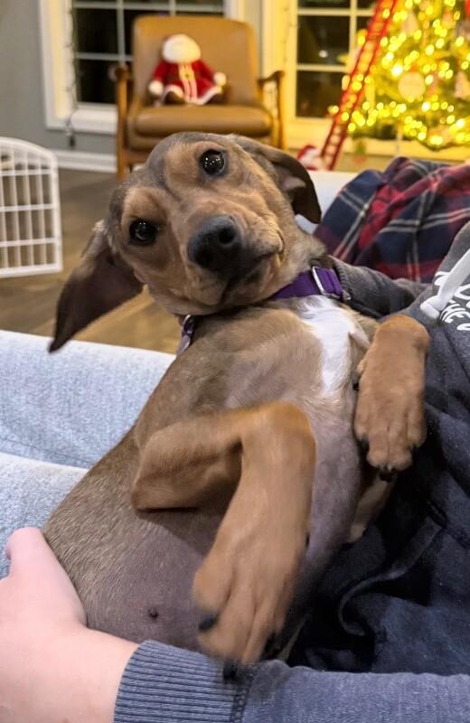 Bandit, Adoptable, Adult Male Dachshund & Mixed Breed.