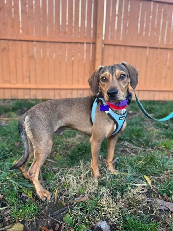 Enlarge Bandit, a Adoptable mixed breed in Berkeley Heights, NJ image 2/6
