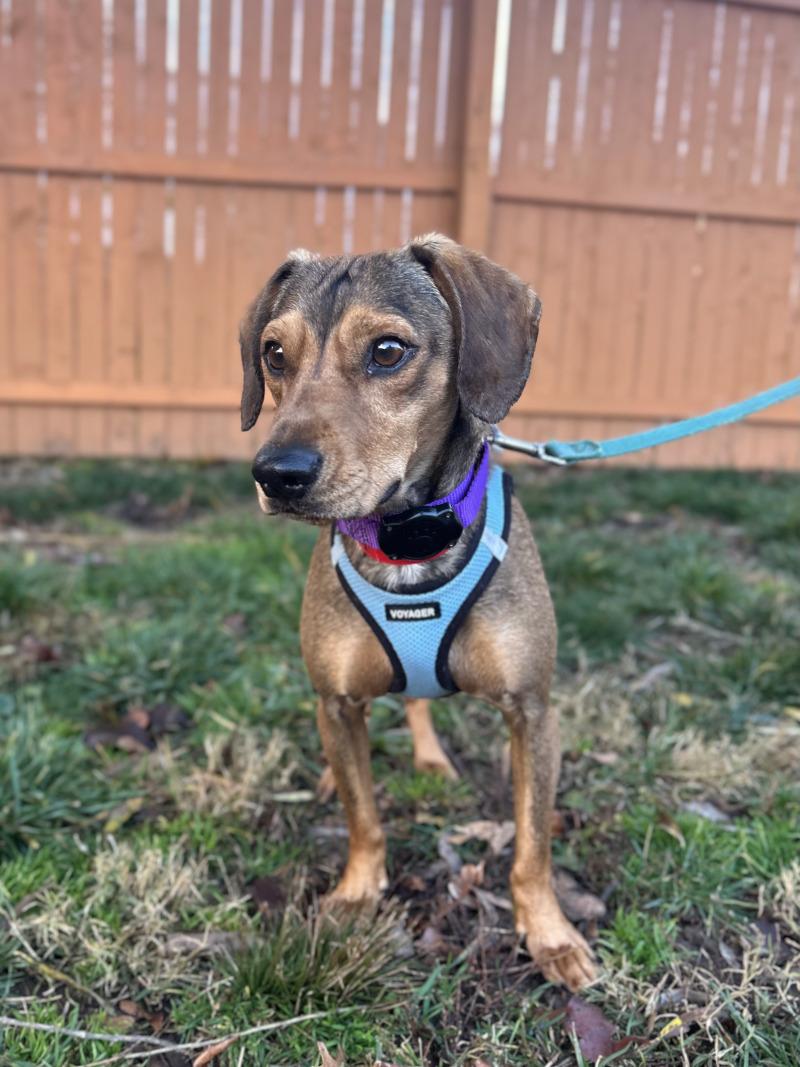 Enlarge Bandit, a Adoptable mixed breed in Berkeley Heights, NJ image 3/6
