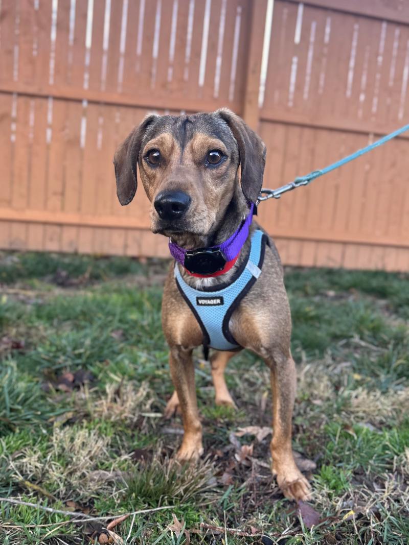 Enlarge Bandit, a Adoptable mixed breed in Berkeley Heights, NJ image 4/6