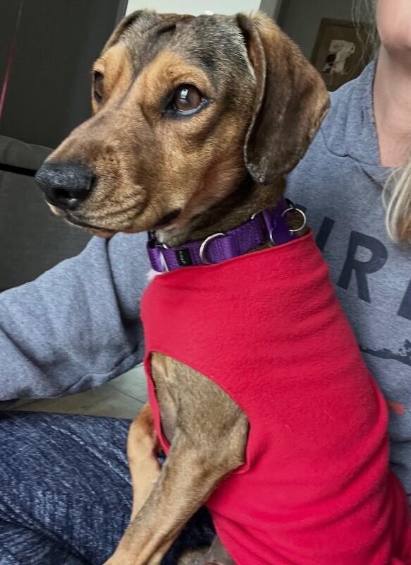 Enlarge Bandit, a Adoptable mixed breed in Berkeley Heights, NJ image 5/6