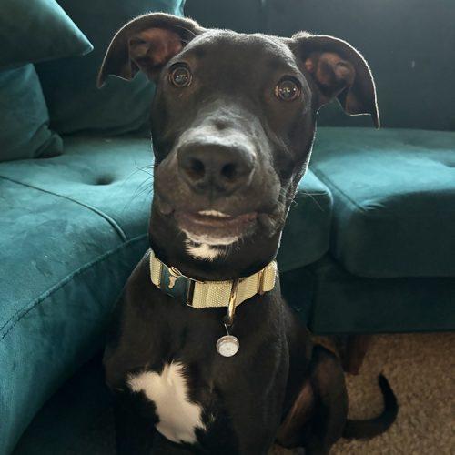 Winston, Adoptable, Young Male Pit Bull Terrier & Mixed Breed.