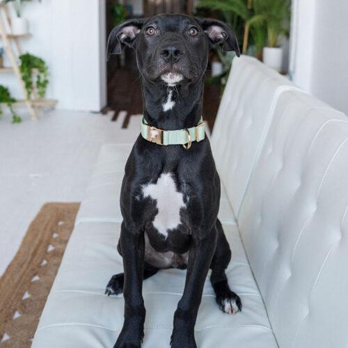 Enlarge Winston, a Adoptable mixed breed in Minneapolis, MN image 2/6
