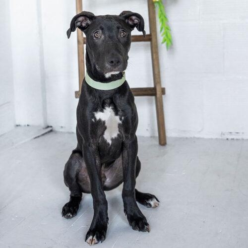 Enlarge Winston, a Adoptable mixed breed in Minneapolis, MN image 3/6