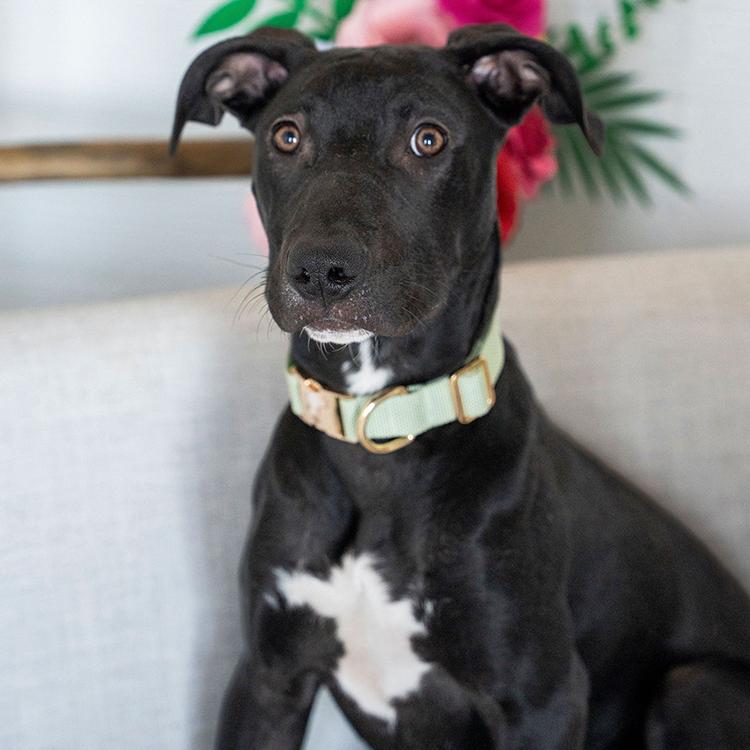 Enlarge Winston, a Adoptable mixed breed in Minneapolis, MN image 4/6
