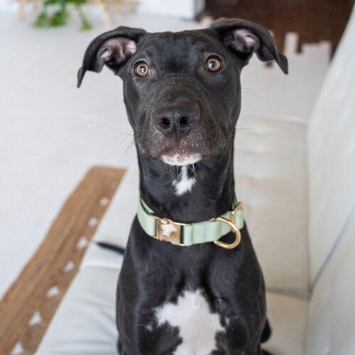 Enlarge Winston, a Adoptable mixed breed in Minneapolis, MN image 5/6