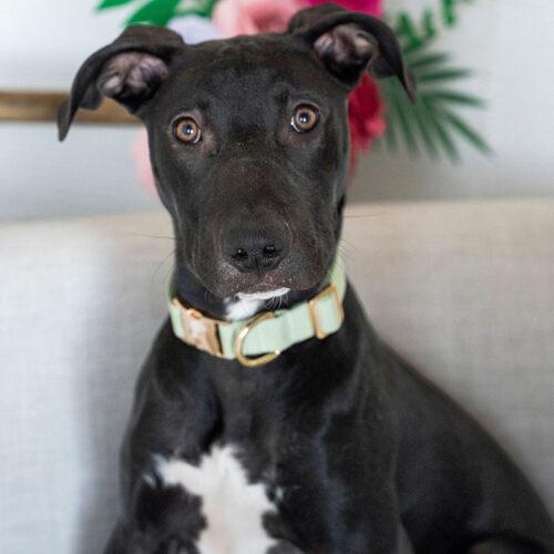 Enlarge Winston, a Adoptable mixed breed in Minneapolis, MN image 6/6