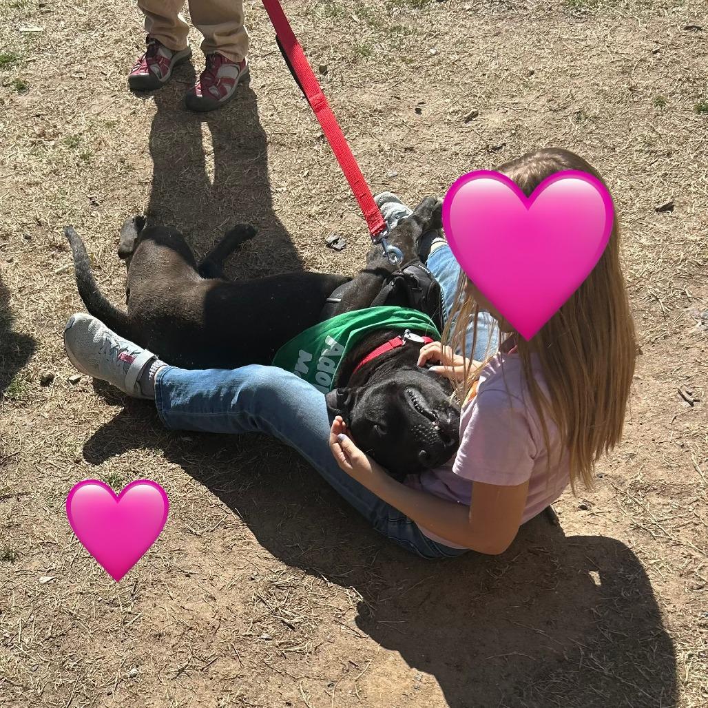 Enlarge Jet, a Adoptable Mixed Breed in Durham, NC image 1/6