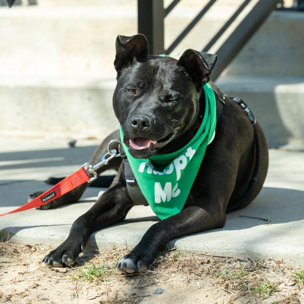 Enlarge Jet, a Adoptable Mixed Breed in Durham, NC image 2/6