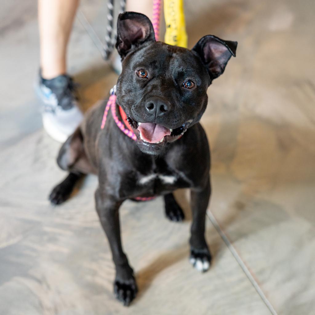 Enlarge Jet, a Adoptable Mixed Breed in Durham, NC image 3/6