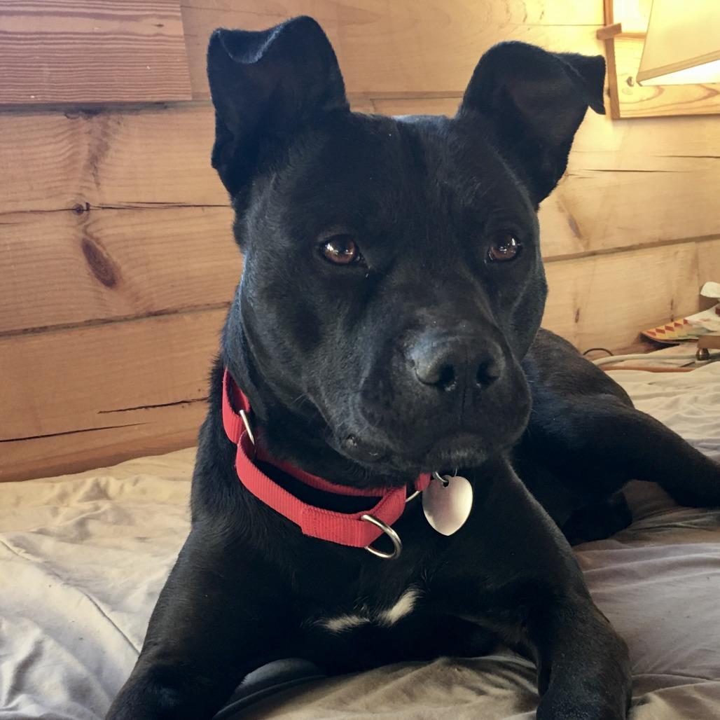 Enlarge Jet, a Adoptable Mixed Breed in Durham, NC image 5/6