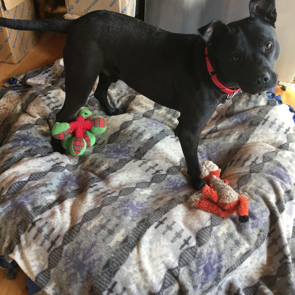 Enlarge Jet, a Adoptable Mixed Breed in Durham, NC image 6/6