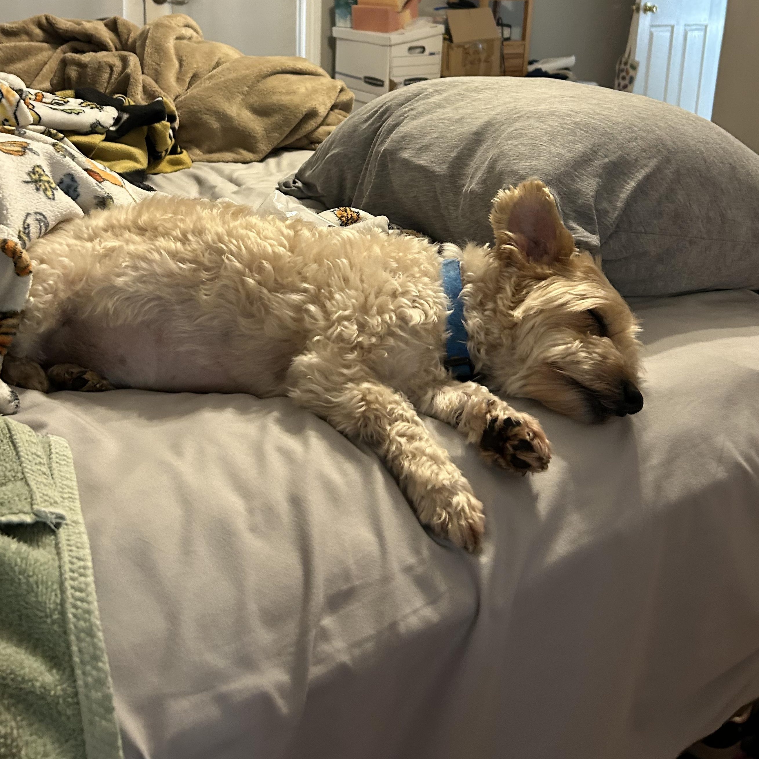 Rascal- in Foster, an adopted mixed breed in Jefferson, LA image 3/6