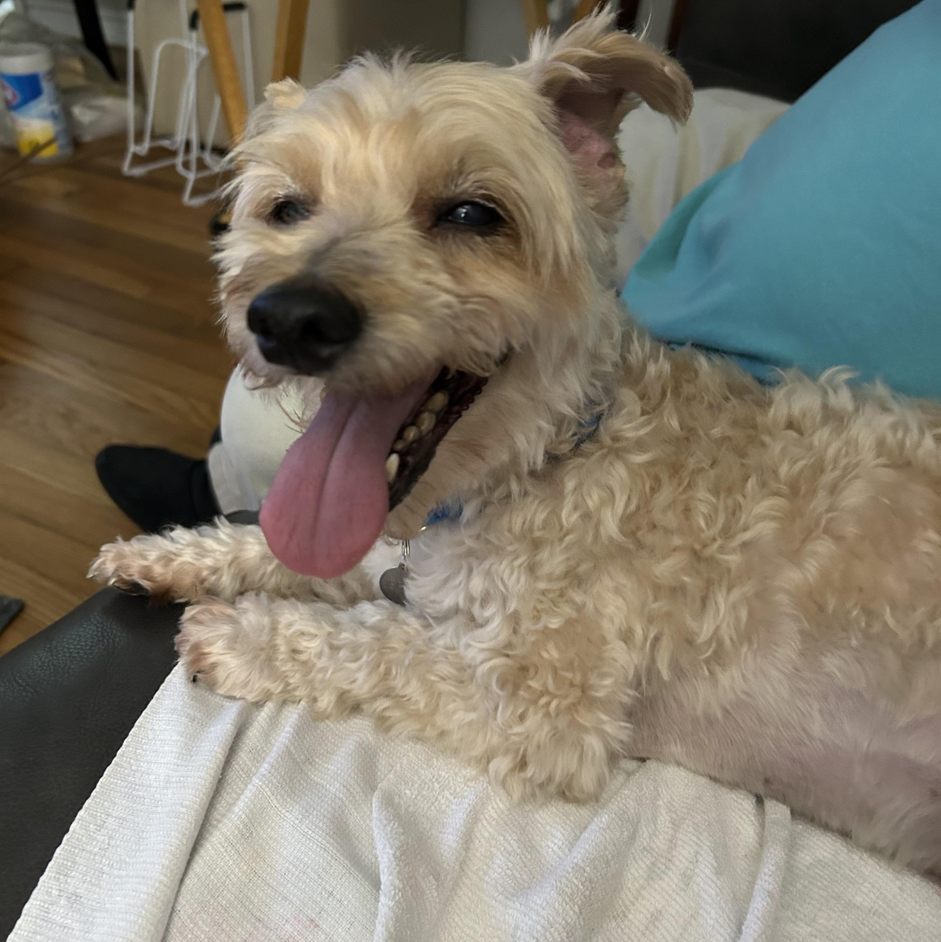 Rascal- in Foster, an adopted mixed breed in Jefferson, LA image 2/6