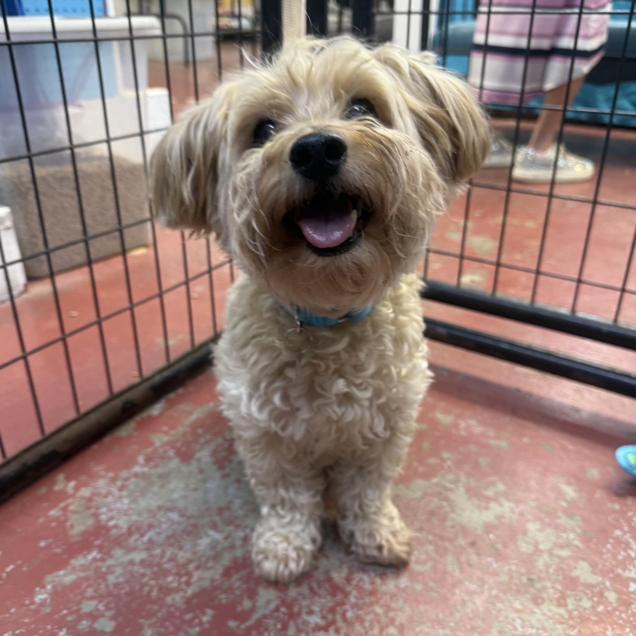 Rascal- in Foster, an adopted mixed breed in Jefferson, LA image 6/6