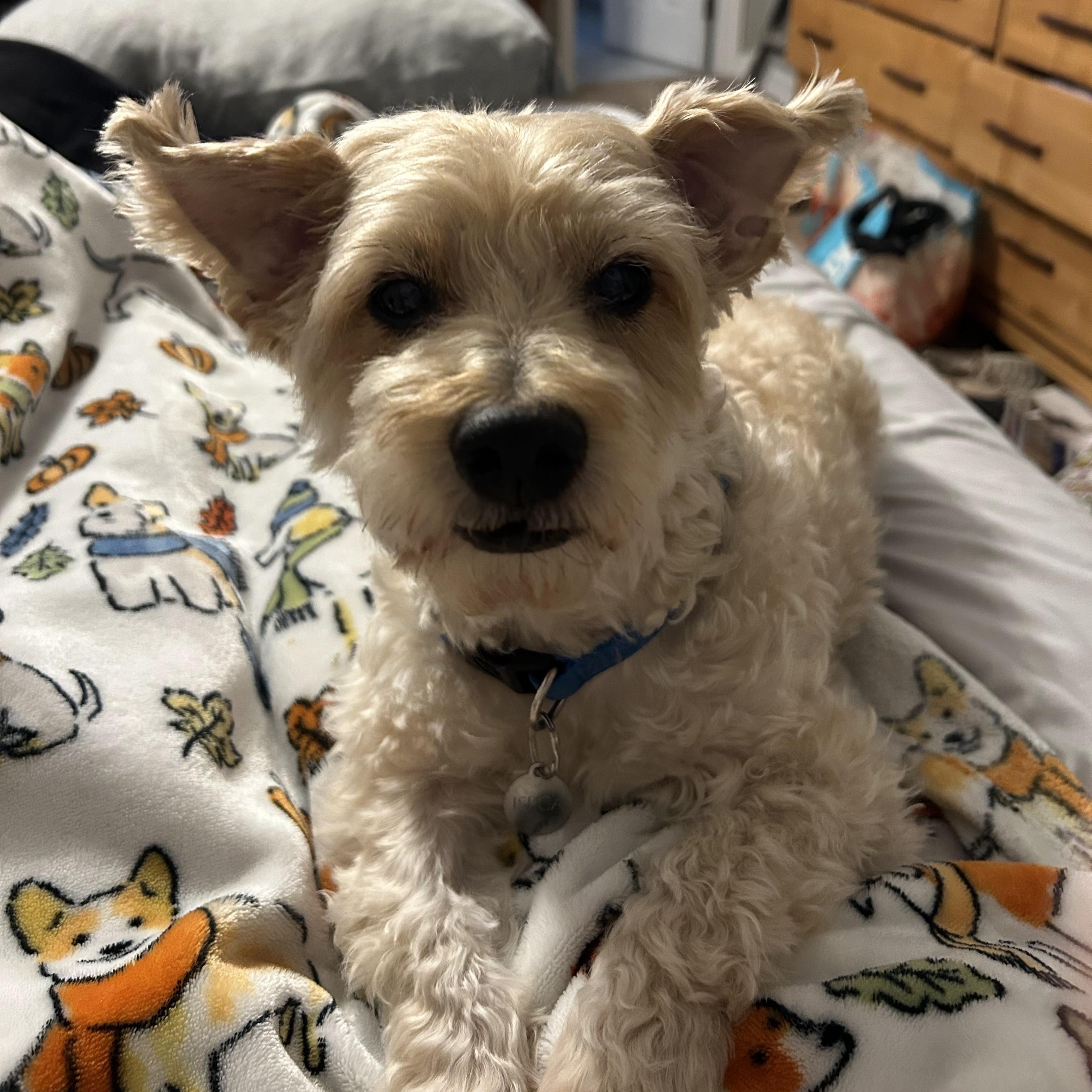 Rascal- in Foster, an adopted mixed breed in Jefferson, LA image 1/6