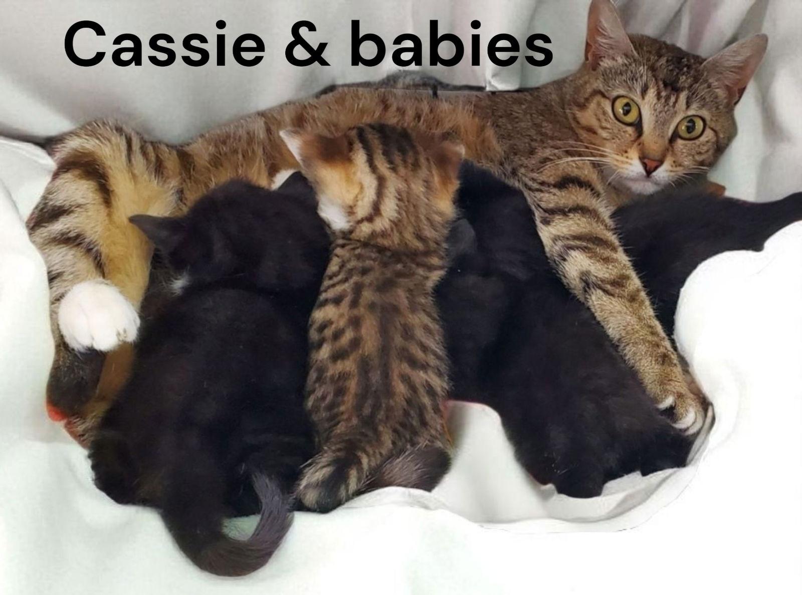 Enlarge Cassie, a Adoptable Tabby in Weems, VA image 2/2