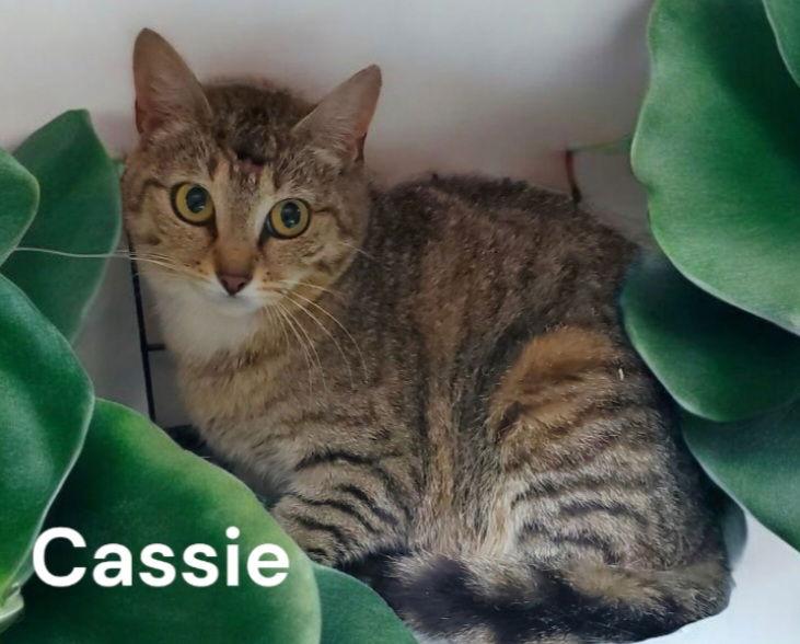 Cassie, Adoptable, Adult Female Tabby.