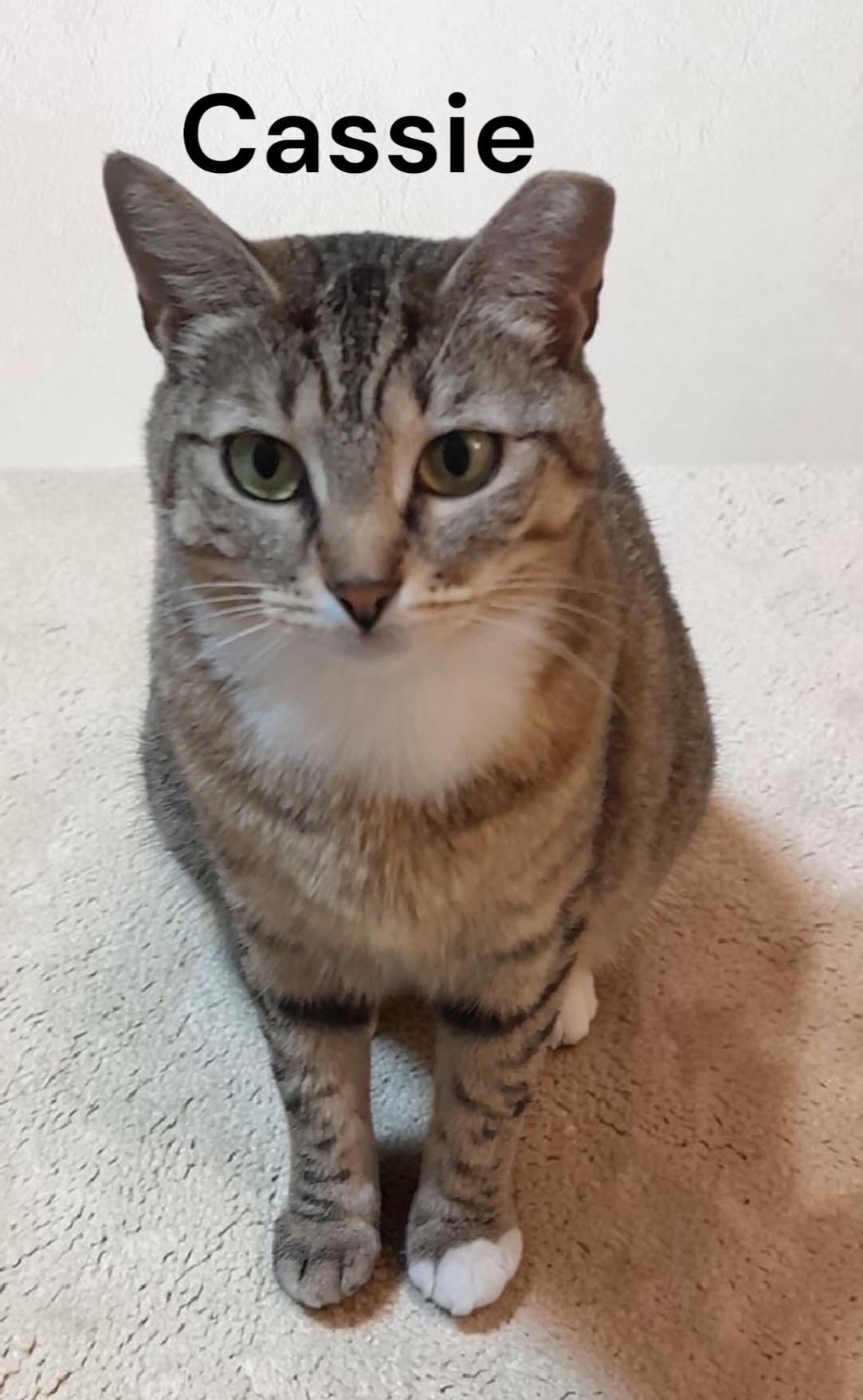 Cassie, a Adoptable Tabby in Weems, VA image 2/3