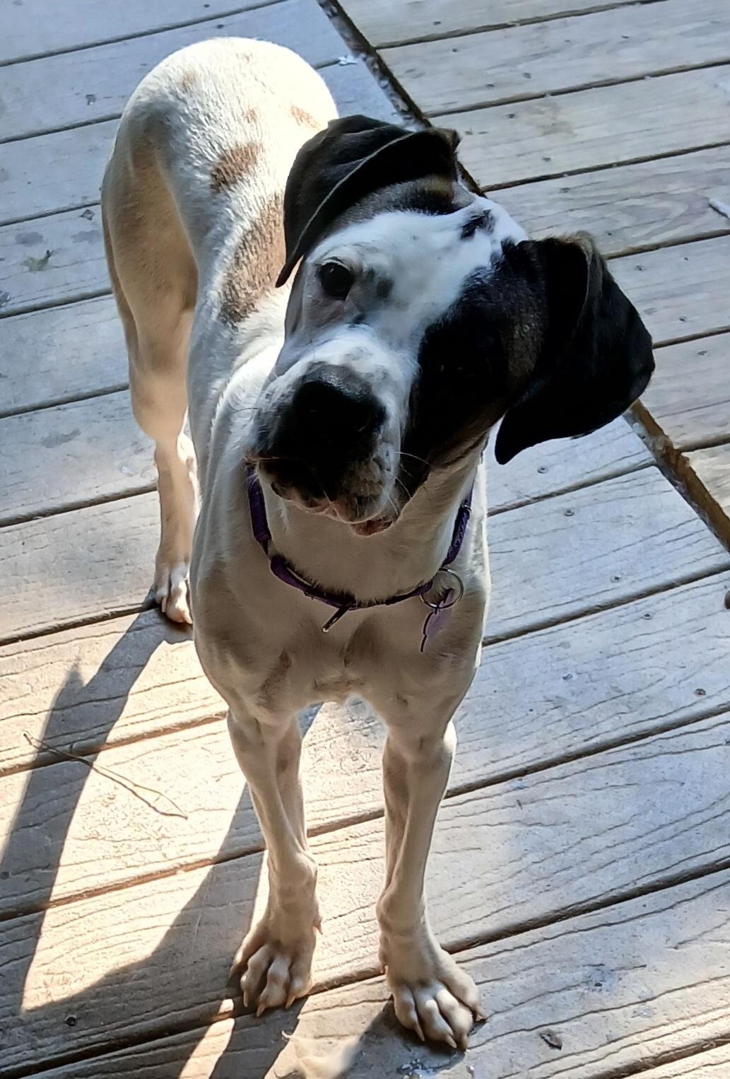 Enlarge Sunshine (GREAT Family Pup), a ADOPTABLE mixed breed in Newfoundland, PA image 1/2