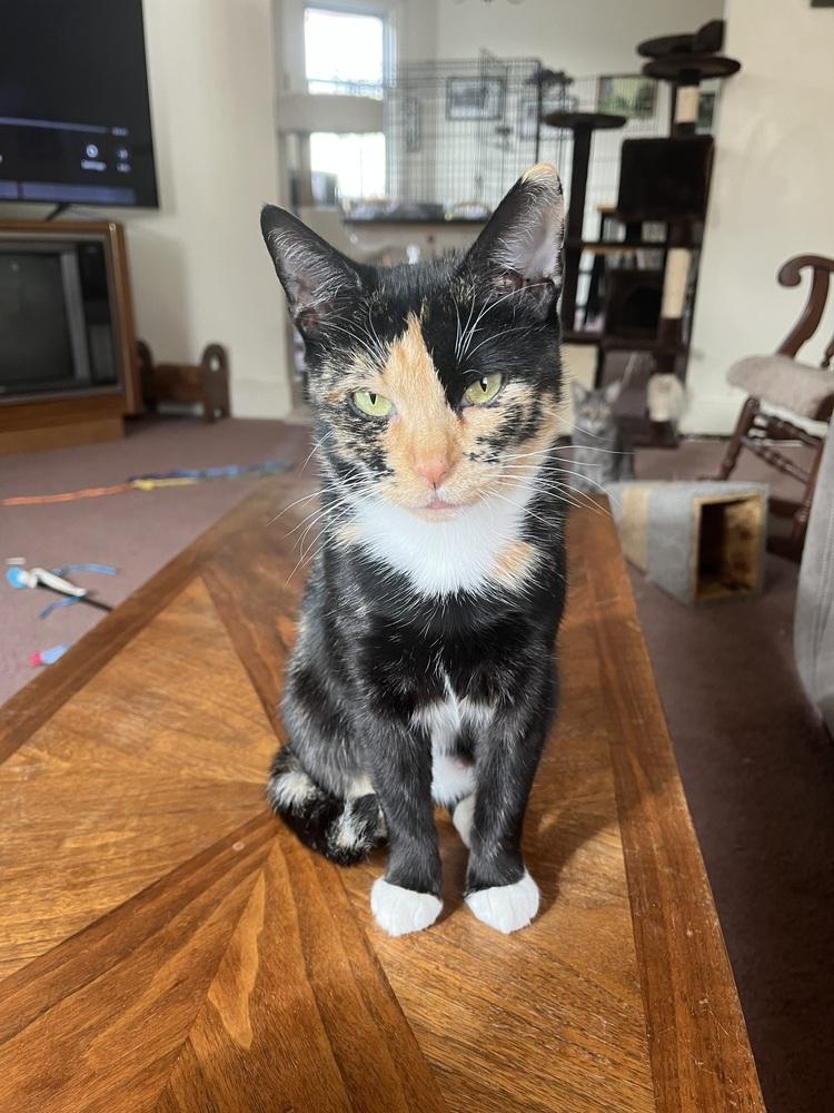 Rowan, Adoptable, Adult Female Domestic Short Hair & Domestic Short Hair.