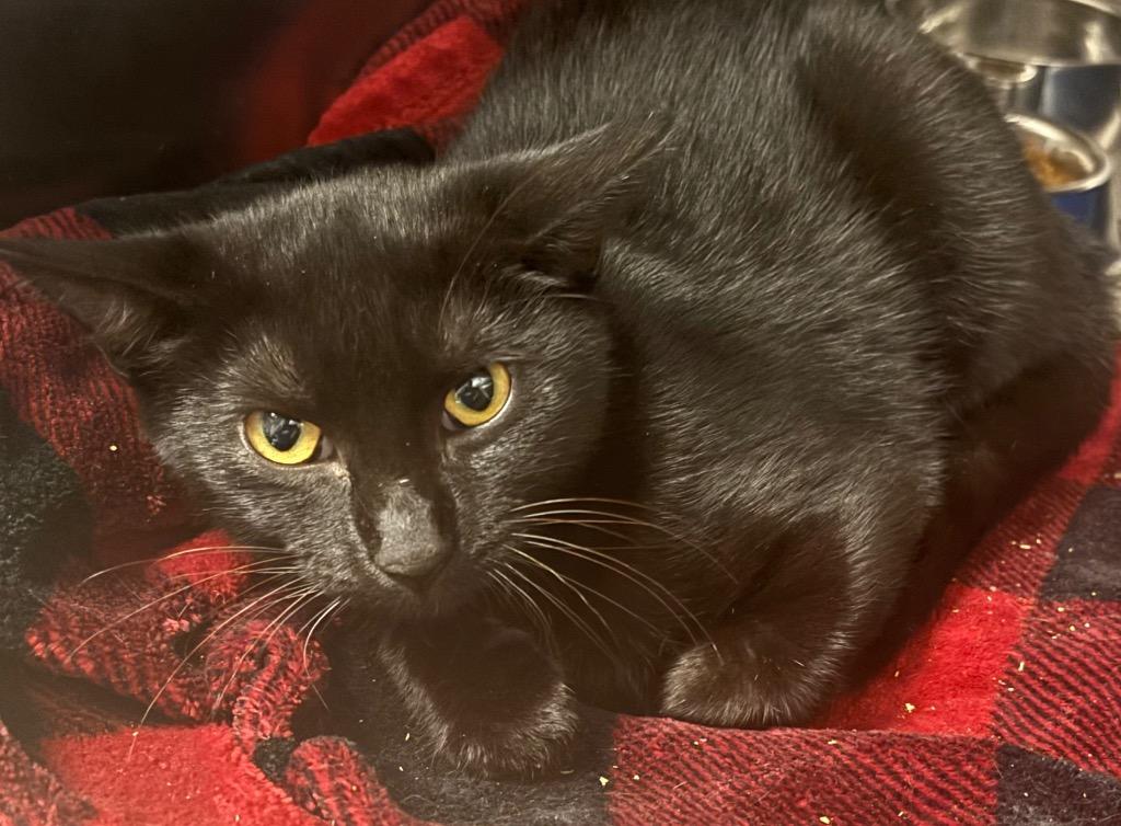 Onyx (Petco), Adoptable, Young Female Domestic Short Hair.