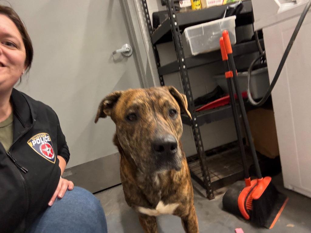 Drizzle, Adoptable, Young Male Mixed Breed.